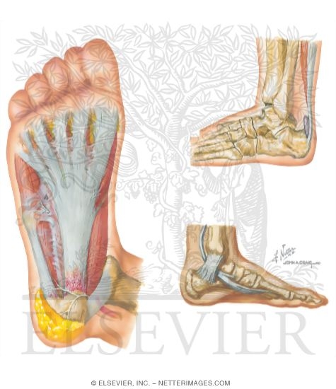 Watermarked preview of unlabeled image: Disorders of the Foot and Ankle