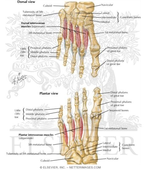 Interosseous Muscles of Foot
Muscles: Fourth Plantar Layer