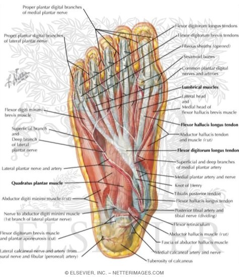 Muscles of Sole of Foot: Second Layer