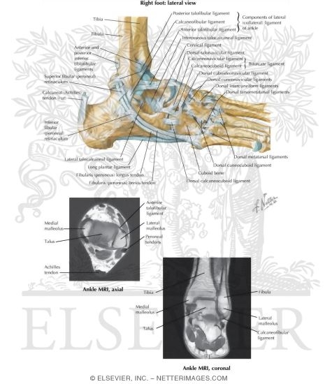 Lateral Ligaments of Ankle
