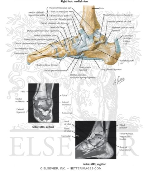 Watermarked preview of labeled image: Medial Ligaments of Ankle