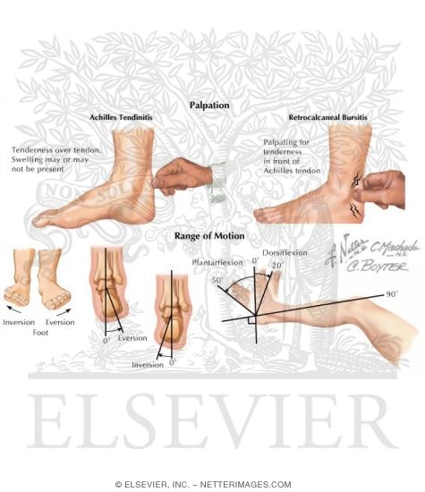 Physical Examination of the Foot and Ankle