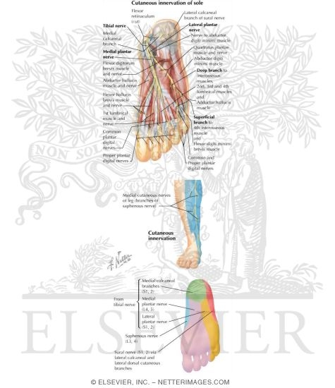 Watermarked preview of labeled image: Nerves of the Foot and Ankle