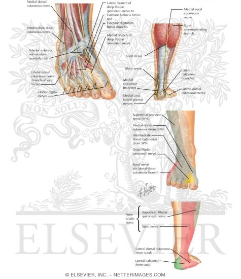 Nerves of the Foot and Ankle