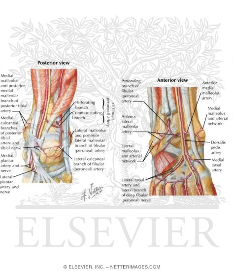Arteries of the Foot and Ankle