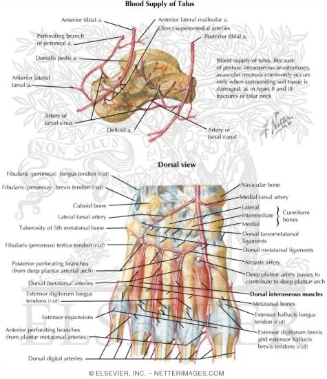 Watermarked preview of labeled image: Arteries of the Foot and Ankle