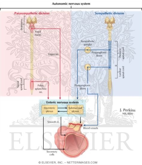 Watermarked preview of labeled image: Integration of Autonomic and Enteric Nervous Systems