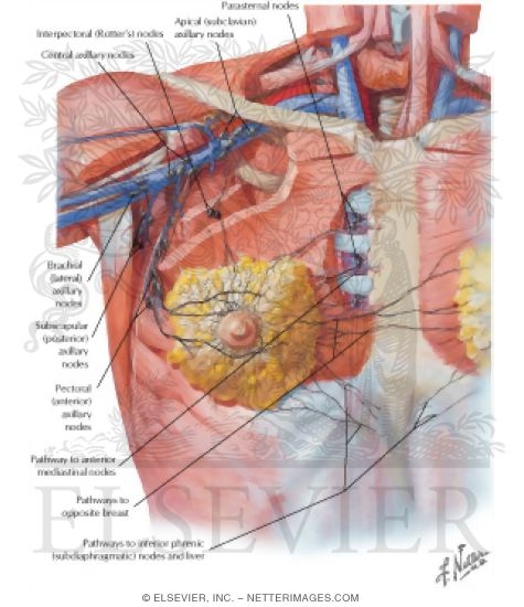 Watermarked preview of labeled image: Lymph Vessels and Nodes of Mammary Gland
Lymphatic Drainage