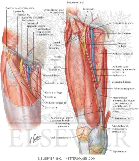 Arteries and Nerves of Thigh: Anterior Views Superficial ...