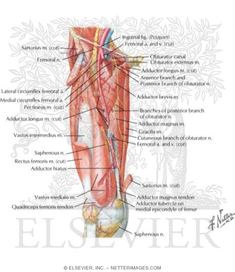 Watermarked preview of labeled image: Arteries and Nerves of Thigh: Deep Dissection (anterior view)Arteries and Nerves of Thigh: Anterior Views