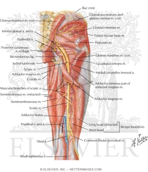 Arteries and Nerves of Thigh: Deep Dissection (posterior view)
Arteries and Nerves of Thigh: Posterior View