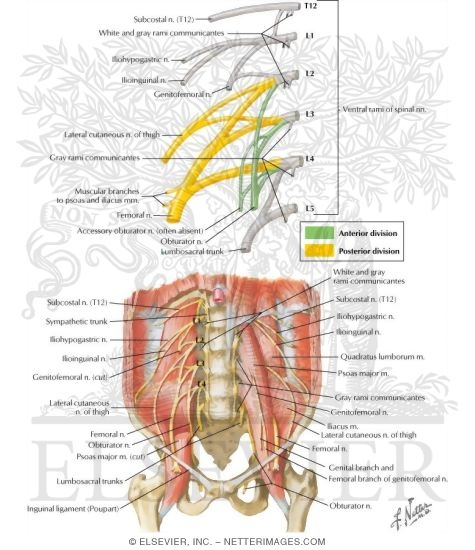 Watermarked preview of labeled image: Lumbar Plexus
Nerves: Lumbar Plexus
