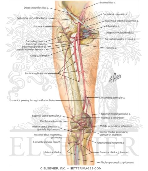 Arteries of Thigh and Knee: Schema
Arteries of the Leg and Knee