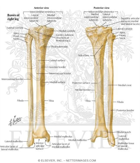 Tibia and Fibula