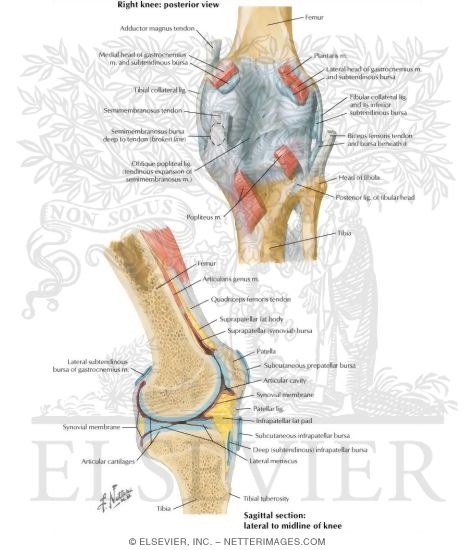 Right Knee: Posterior and Sagittal Views
Knee: Posterior and Sagittal Views
Knee Joint - Posterior and Sagittal section