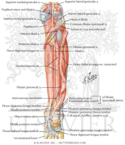 Muscles, Arteries, and Nerves of Leg: Deep Dissection (posterior view)
Muscles of Leg (Deep Dissection): Posterior View
Muscles: Deep Posterior Compartment