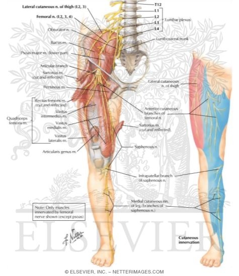 Watermarked preview of labeled image: Femoral Nerve and Lateral Femoral Cutaneous Nerves