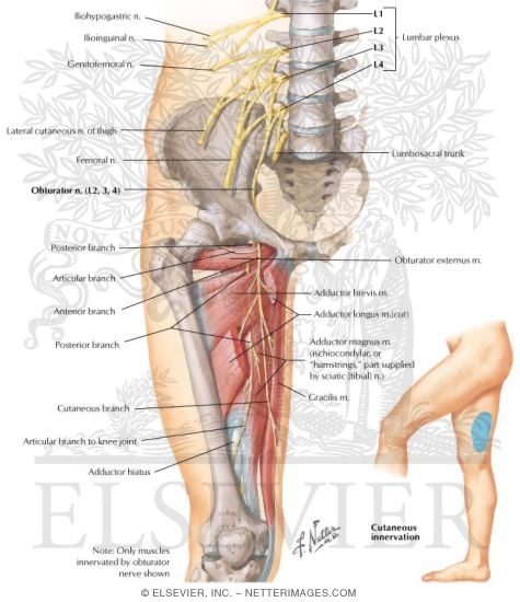 Obturator Nerve