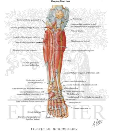 Muscles, Arteries, and Nerves of Leg: Deep Dissection ...