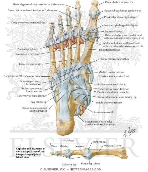 Tendon Insertions and Ligaments of Sole of Foot
Ligaments and Tendons of Foot: Plantar View