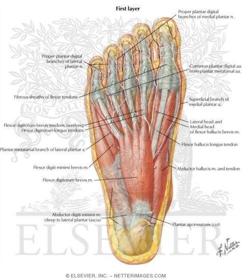 Muscles of Sole of Foot: First Layer