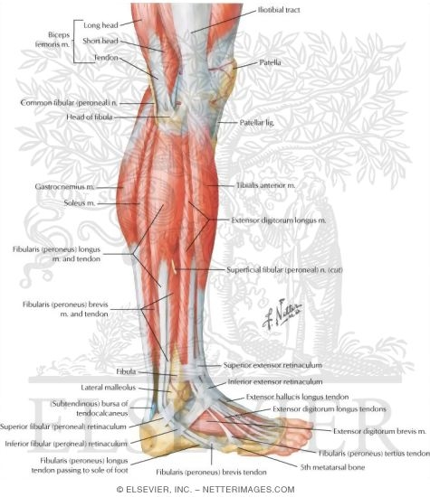 Muscles of Leg: Lateral View