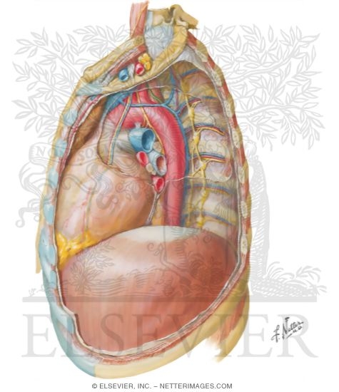 Mediastinum