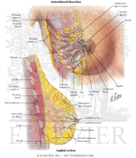 Mammary Gland