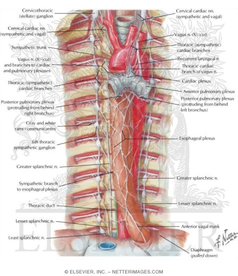 Autonomic Nerves in Thorax Sympathetic Trunk in the Thorax