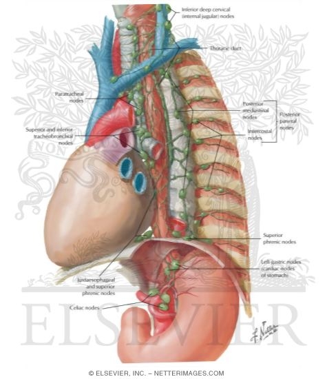Lymph Vessels and Nodes of Esophagus
Lymphatic Drainage of Esophagus