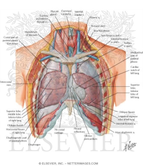 Watermarked preview of labeled image: Anterior Relations of the Heart
