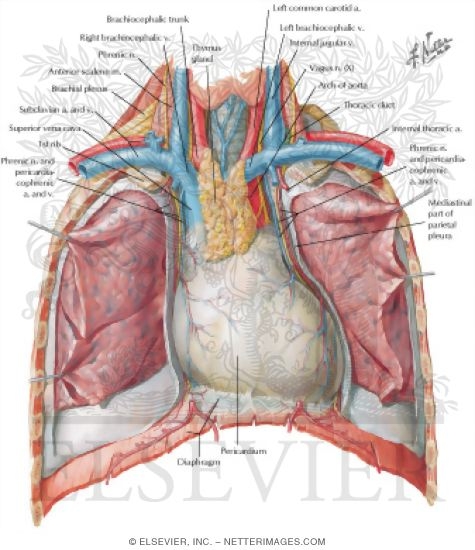 Thoracic Cage Heart In Situ