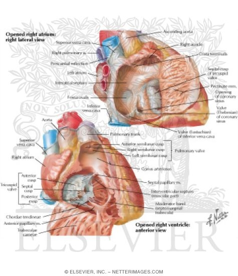 Right Atrium and Right Ventricle