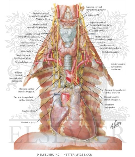 Watermarked preview of labeled image: Nerves of Heart