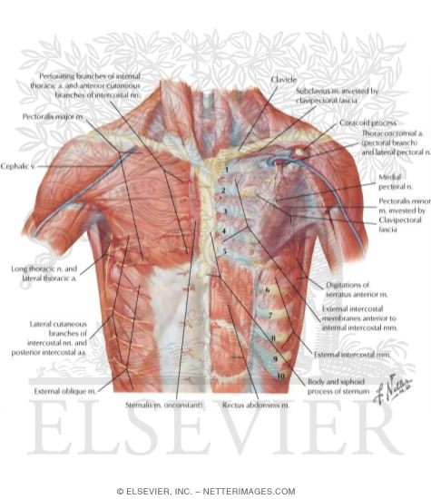 Anterior Thoracic Wall
Anterior Wall of Thorax