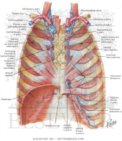 Anterior Thoracic Wall
Anterior Thoracic Wall: Internal View