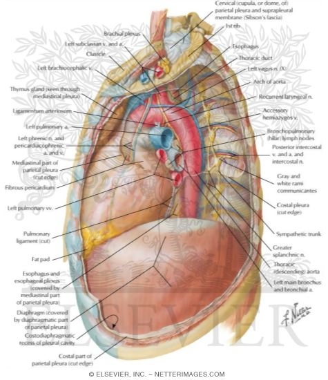Mediastinum