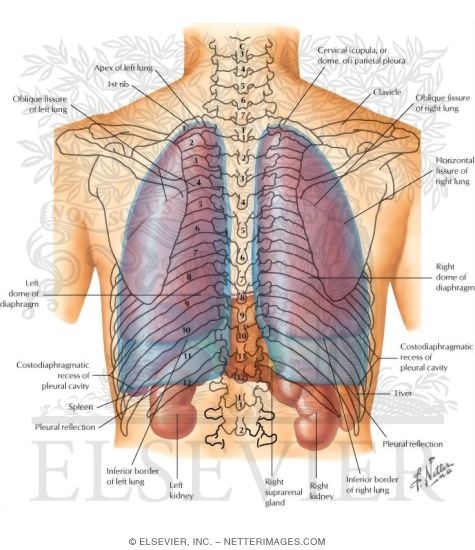 Topography of Lungs: Posterior View