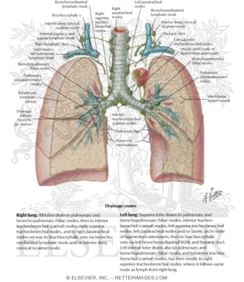 Lymph Vessels and Nodes of Lung
Routes of Lymphatic Drainage of Lungs