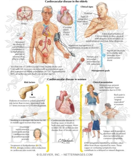 Cardiovascular Disease in Women and the Elderly