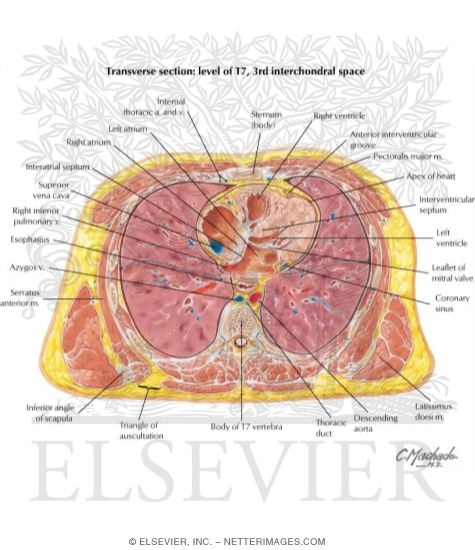 Thorax: Four Chambers of Heart