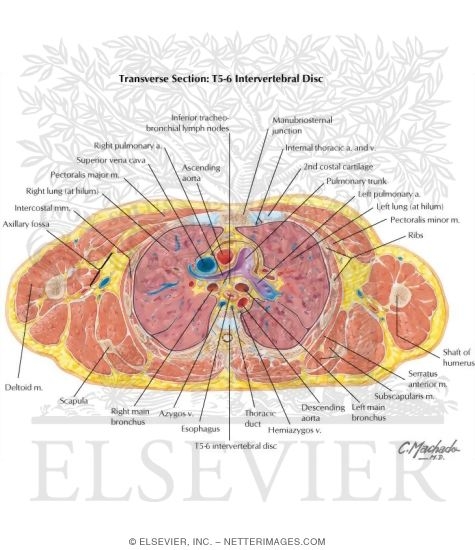 Thorax: Pulmonary Trunk