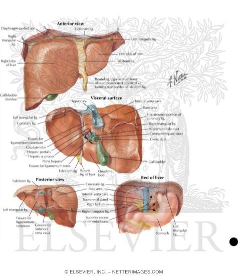 Surfaces and Bed of Liver