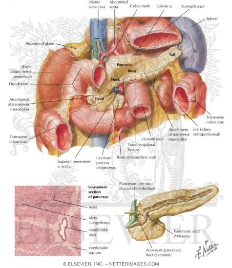 Watermarked preview of labeled image: Pancreas Anatomy and Histology