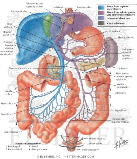 Hepatic Portal Vein Tributaries: Portocaval Anastomoses