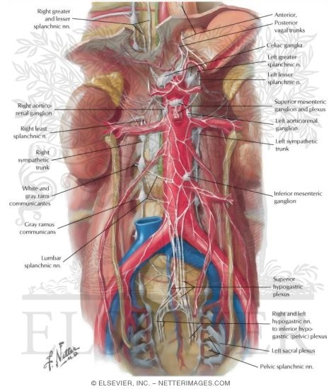 Watermarked preview of labeled image: Autonomic Nerves and Ganglia of Abdomen
Sympathetic Nerves In the Abdomen