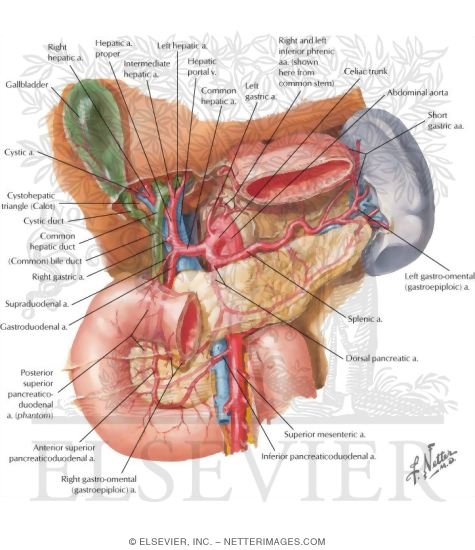 Watermarked preview of labeled image: Arterial Blood Supply of Liver, Biliary System and Pancreas (Anterior View)