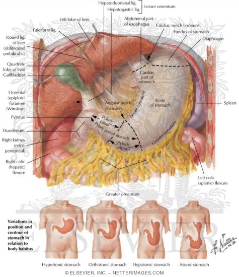 Watermarked preview of labeled image: Anatomy, Normal Variations and Relations of Stomach
Stomach In Situ
