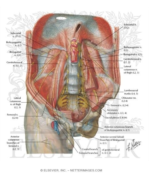 Watermarked preview of labeled image: Innervation of Abdomen and of Perineum