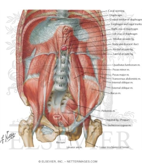 Posterior Abdominal Wall: Internal View